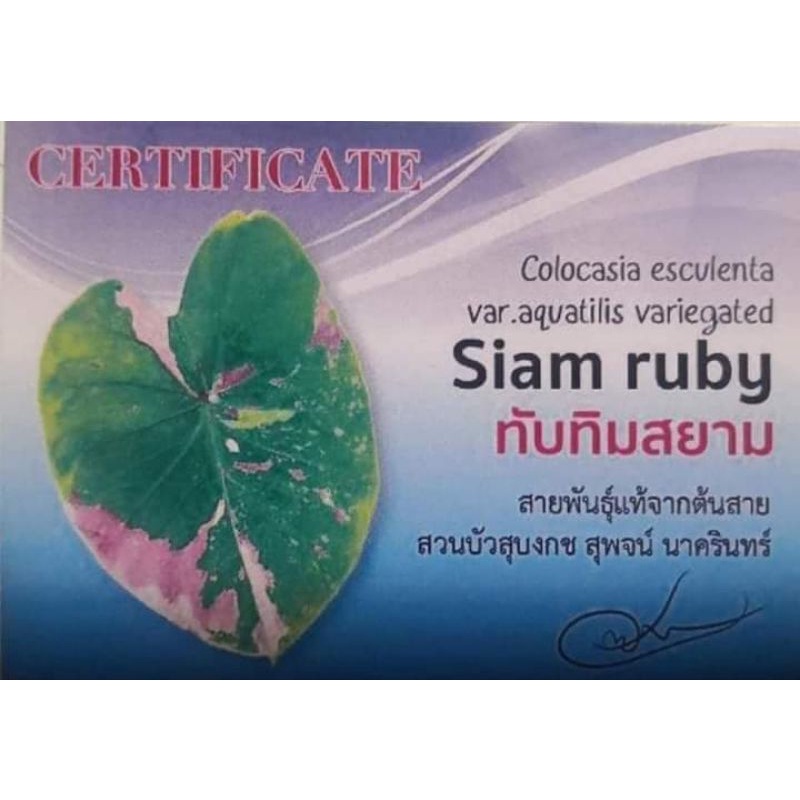 Keladi Siam Ruby (Colocasia) – Pokok Daun Merah Mewah | Shopee Malaysia