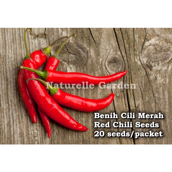 Benih Cili Merah Besar Red Chili Seeds Benih Sayur Buah Vegetable Seed