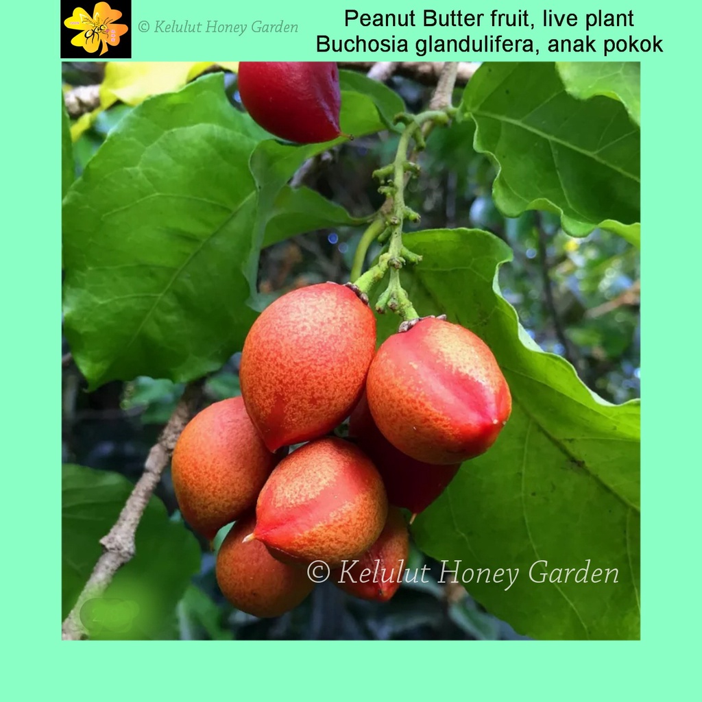 Peanut Butter Fruit Plant, Bunchosia glandulifera, anak pokok peanut
