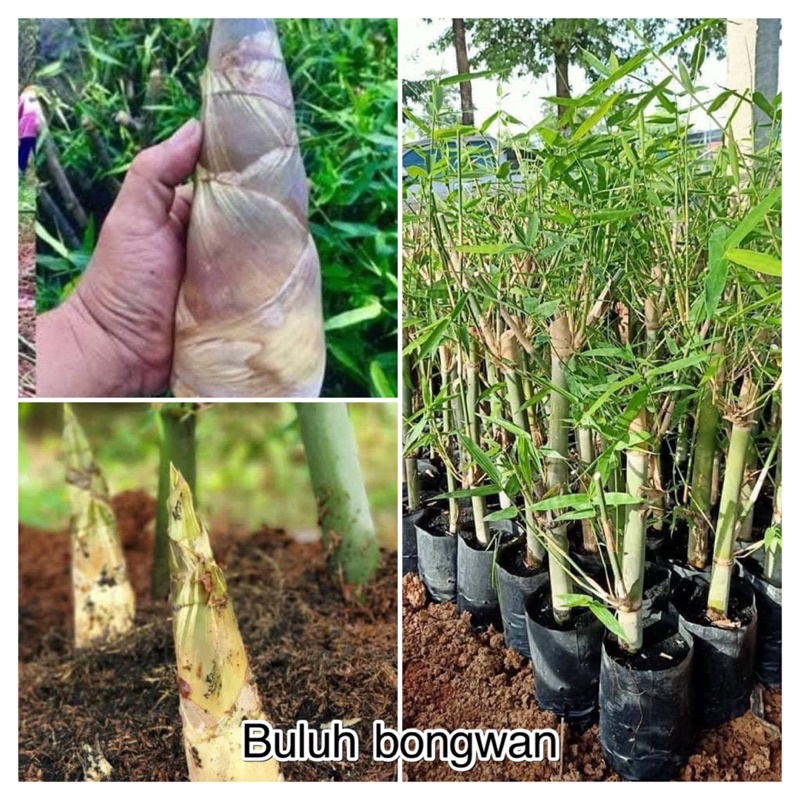 Anak pokok buluh madu, bongwan, lemak gajah dan buluh betung | Shopee
