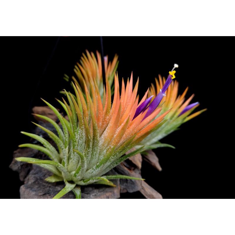 Tropical Selection's - Tillandsia ionantha Peach. | Shopee Tropical Selection's - Tillandsia ionantha Peach. | Shopee