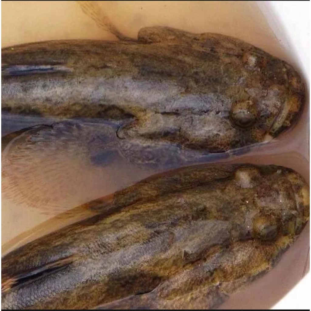 IPOH SEAFOOD 1.5KG+/ x 2PCS Soon Hock Fish ( Marble Goby ) MIN ORDER