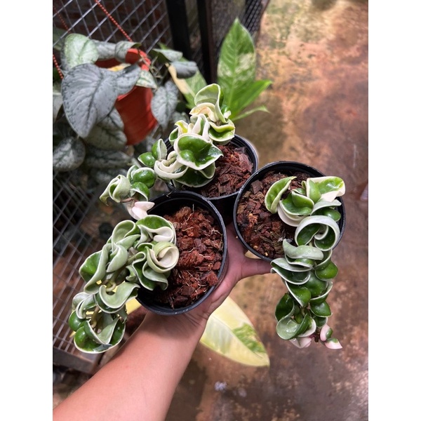 Hoya Indian rope variegated Shopee Malaysia