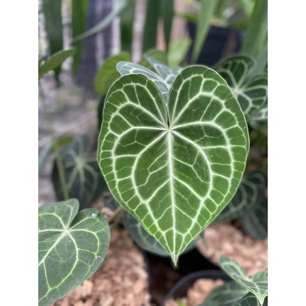 Anthurium Clarinervium King Hybrid King Dark Form Shopee Malaysia