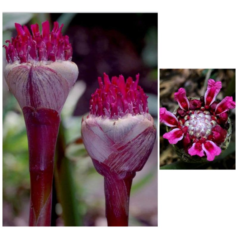 restock Rhizom Bulb Kantan tulip torch ginger Merah Menyala, Putih