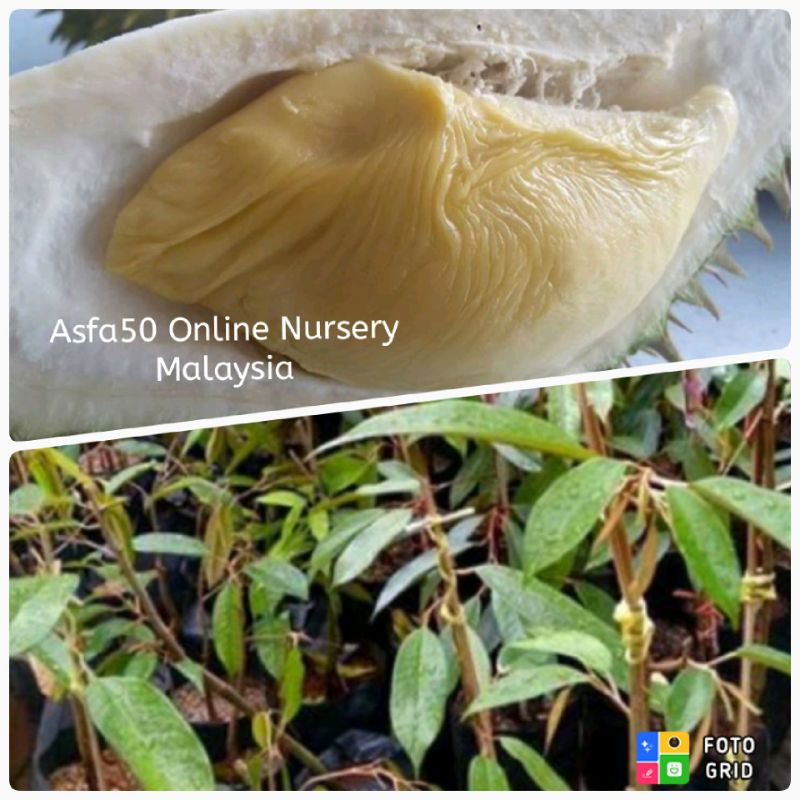 Pokok Durian Asfa / Asfa50 / Anak Pokok Durian Shopee Malaysia