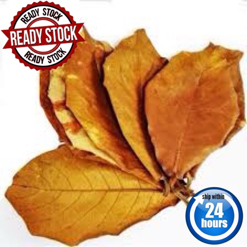 50x Large Indian Almond Catappa Ketapang Leaf Leaves Aquarium Betta Fish Shrimp