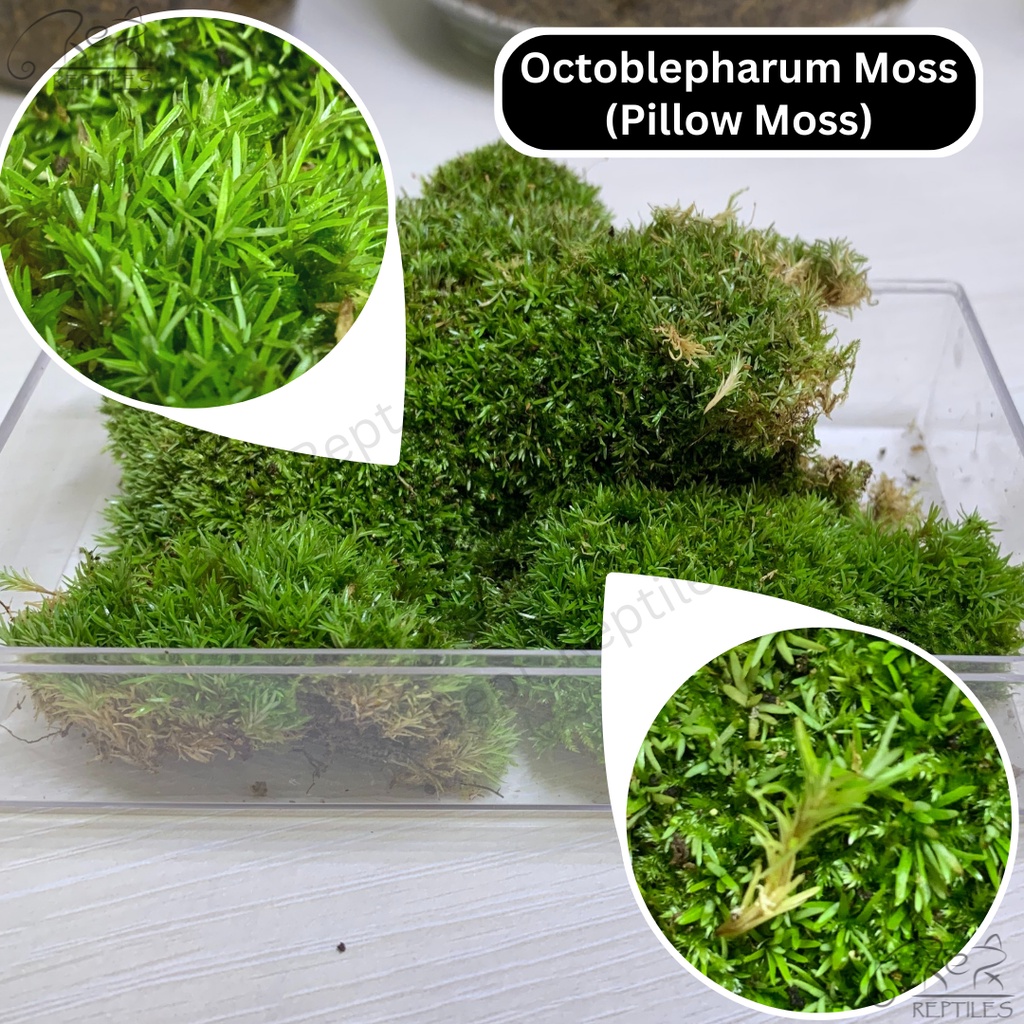 LIVE MOSS / LUMUT HIDUP / Rare Moss / Special Moss ( Terrarium / Moss