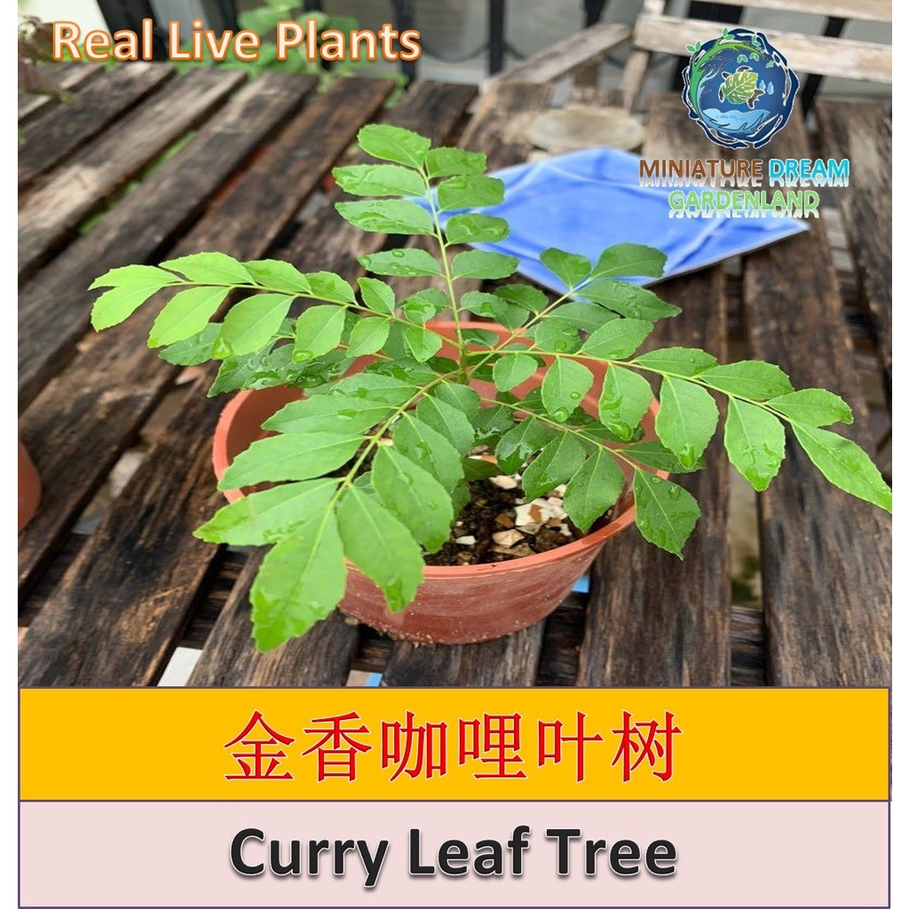 【Ready Stock/现货】 Real Live Plant Herb Golden Fragrant Curry Leaf Tree 金香咖哩叶树小盆栽 Shopee Malaysia