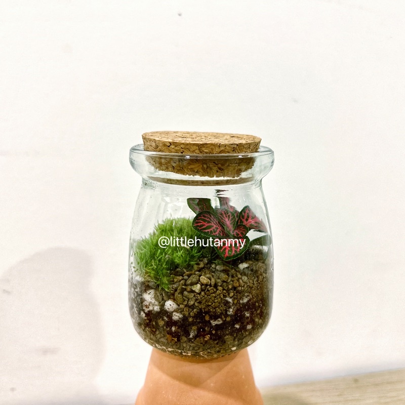 [live leaf plant] Mini doorgift plant on office table 桌上小植物 5.5cm x 5 ...