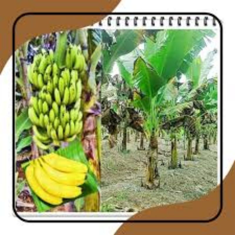 anak-pisang-cavendish-stabil-shopee-malaysia