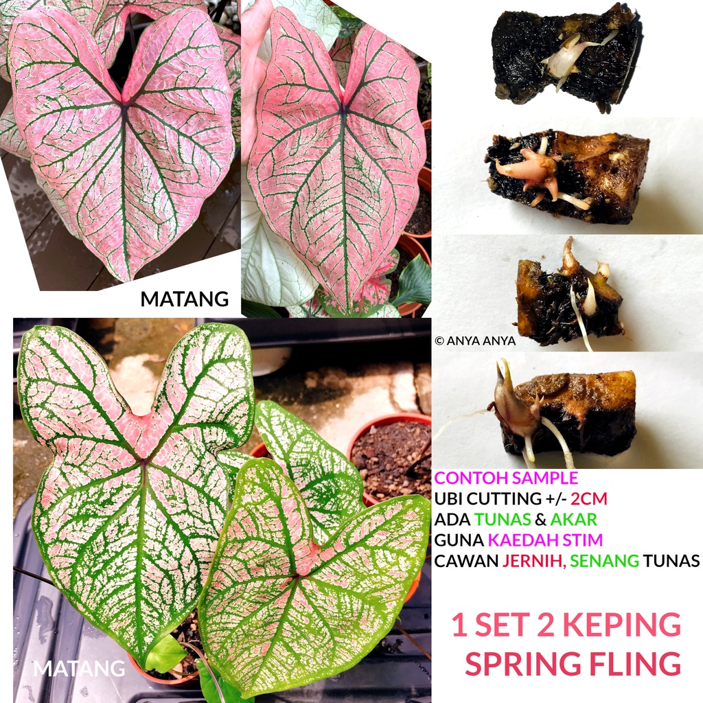 SPRING FLING Keladi MURAH Pokok Anak Ubi Caladium CHEAP Plant Bulb