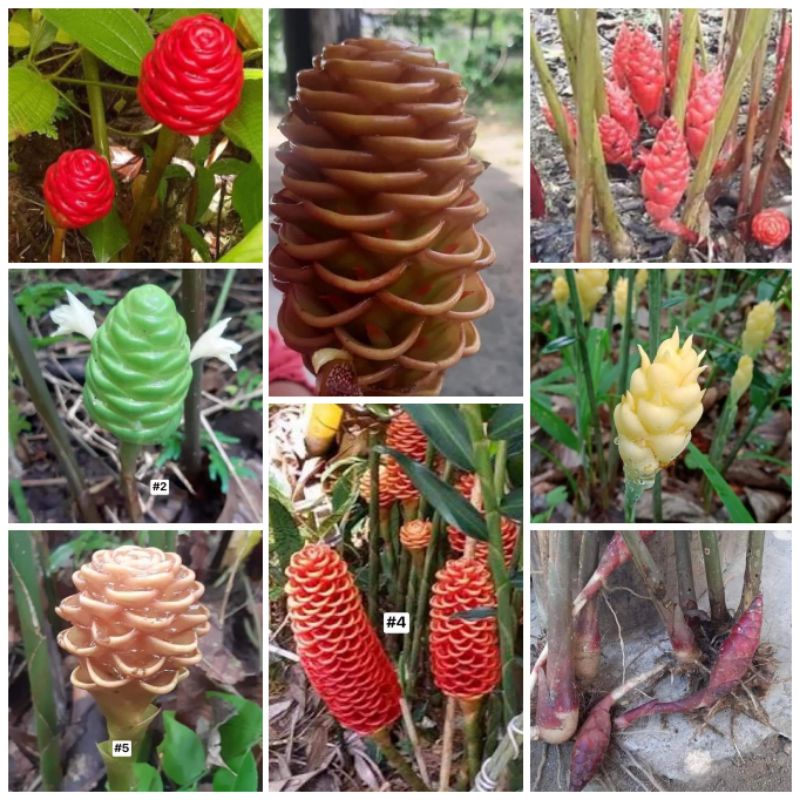 Pokok Herba Wild Ginger Zingiber Zerumbet awapuhi pinecone shampoo