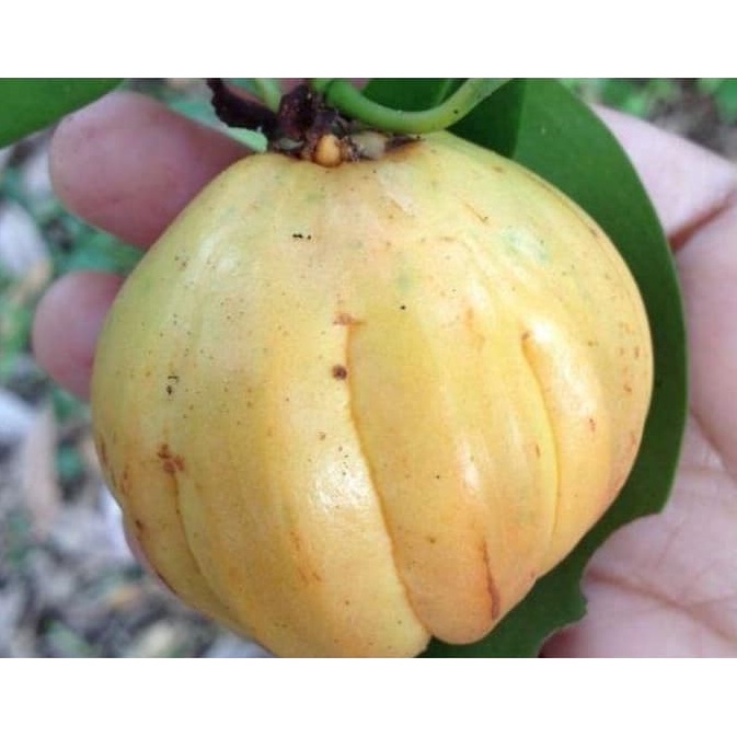 Anak Pokok Asam Kandis Shopee Malaysia