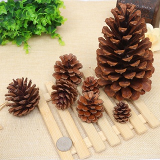 Black Spruce Cones Small Pine Cones Pine Cones Tiny Pine Cones Natural  Decor Bowl Filler -  Singapore