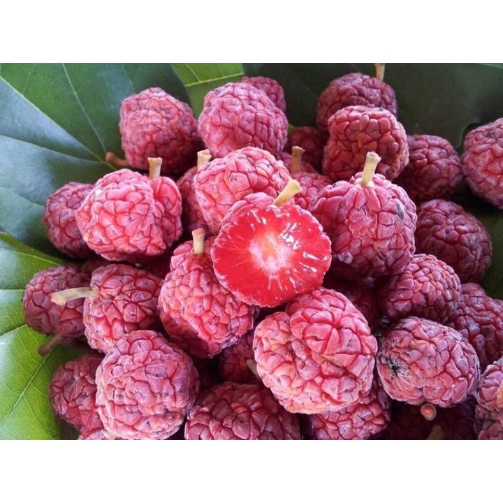 Anak Pokok Che (Zhe) Fruit, Chinese Mandarin Melon Berry Shopee Malaysia