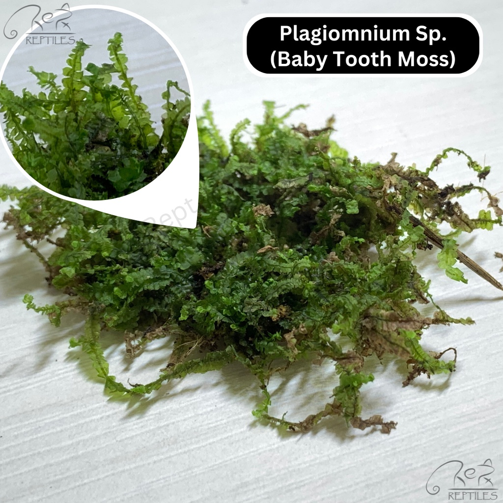LIVE MOSS / LUMUT HIDUP / Rare Moss / Special Moss ( Terrarium / Moss