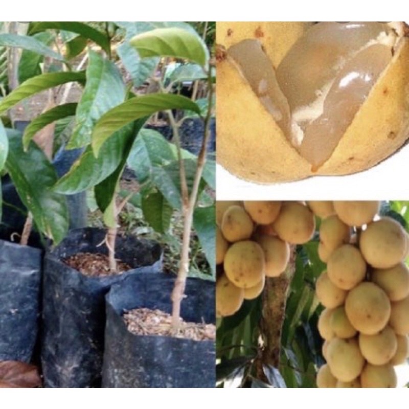 Pokok dokong hybrid Thai buah sedap pokok rendah | Shopee Malaysia