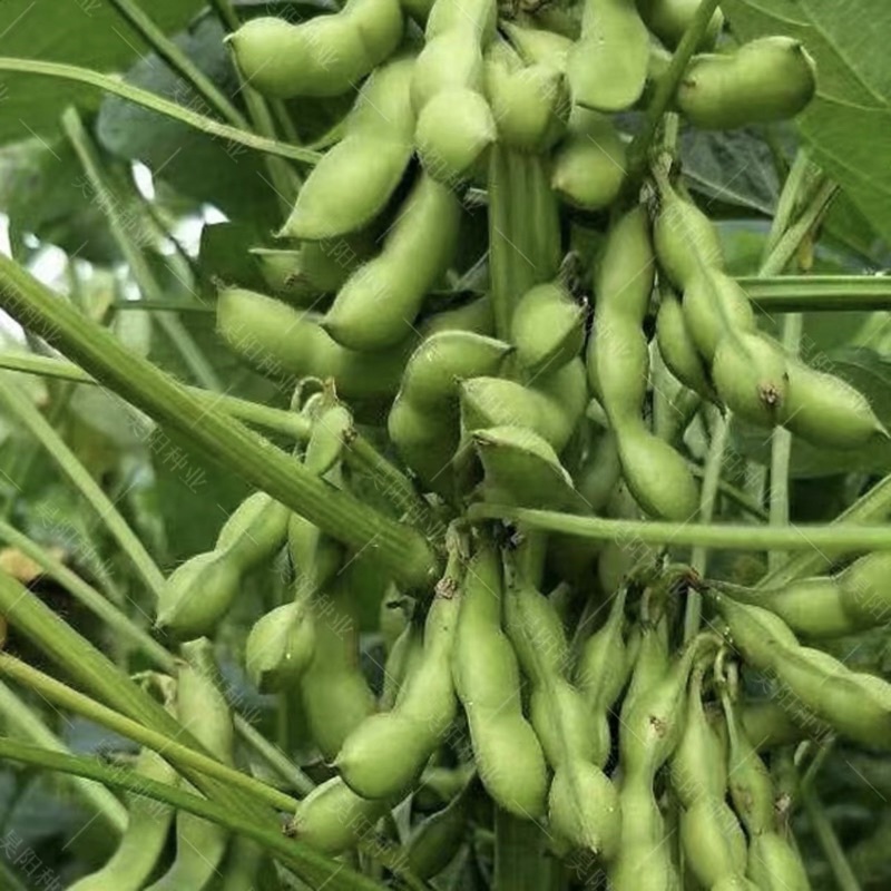 Japanese Edamame seeds / Biji Benih Kacang Bulu Soya /日本毛豆种子 Shopee Malaysia