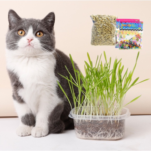 Cat Grass Catnip Seed Set Biji Benih Rumput Kucing Cat Wheat Grass Pet Grass Healthy Cat