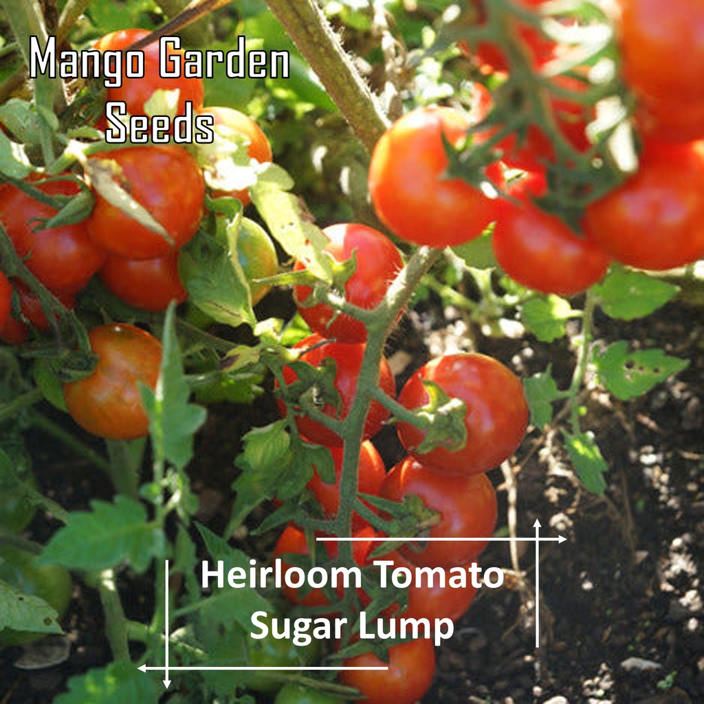 Heirloom Sugar Lump Tomato Seeds - 5 Seed *Pot Friendly* Tanam Pasu ...