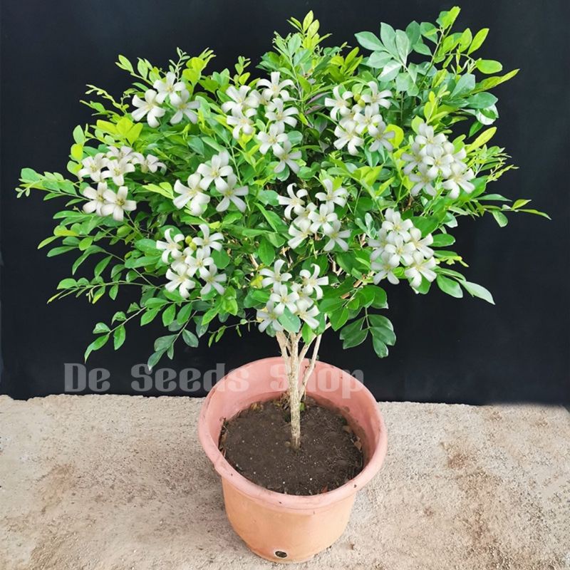 Benih Bunga Kemuning Wangi 8pcs/Flower Murraya Exotica/九里香花籽 | Shopee ...