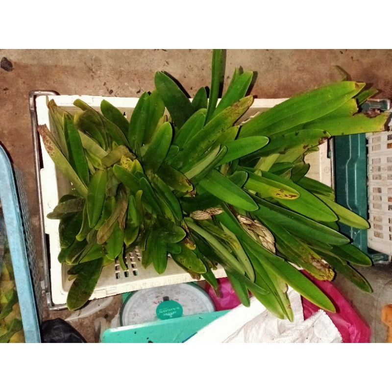 ROTHSCHILDIANUM.. (1 rumpun 2 pokok) | Shopee Malaysia