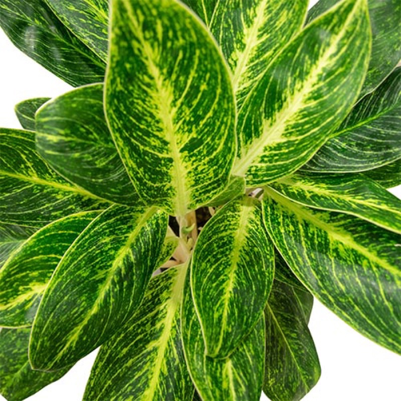 Aglaonema Golden Sand Golden Sun ( kuning emas di tengah ) Shopee