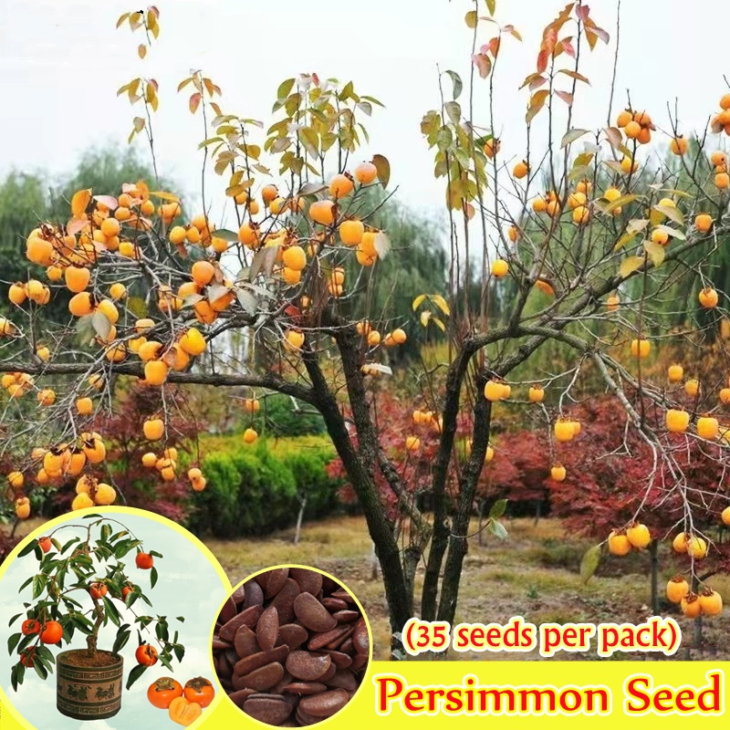(3540pcs) Very Good Persimmon Fruit Seeds Benih Pokok Buah Nutrient