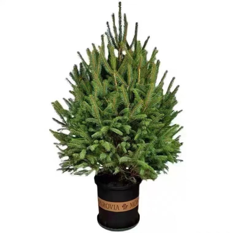 toyReal Christmas Tree Real Tree Potted Plant Living Room Housewarming Decoration Christmas Tree