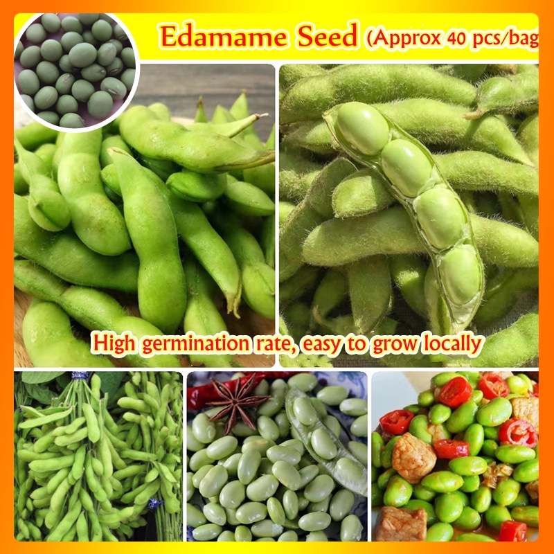 100 Original Japanese Edamame Bean Seeds ( 40 Seeds) Benih Sayur