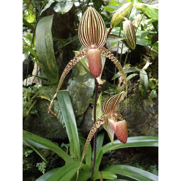 paph Rothschildianum..( 5 pokok serumpun) | Shopee Malaysia