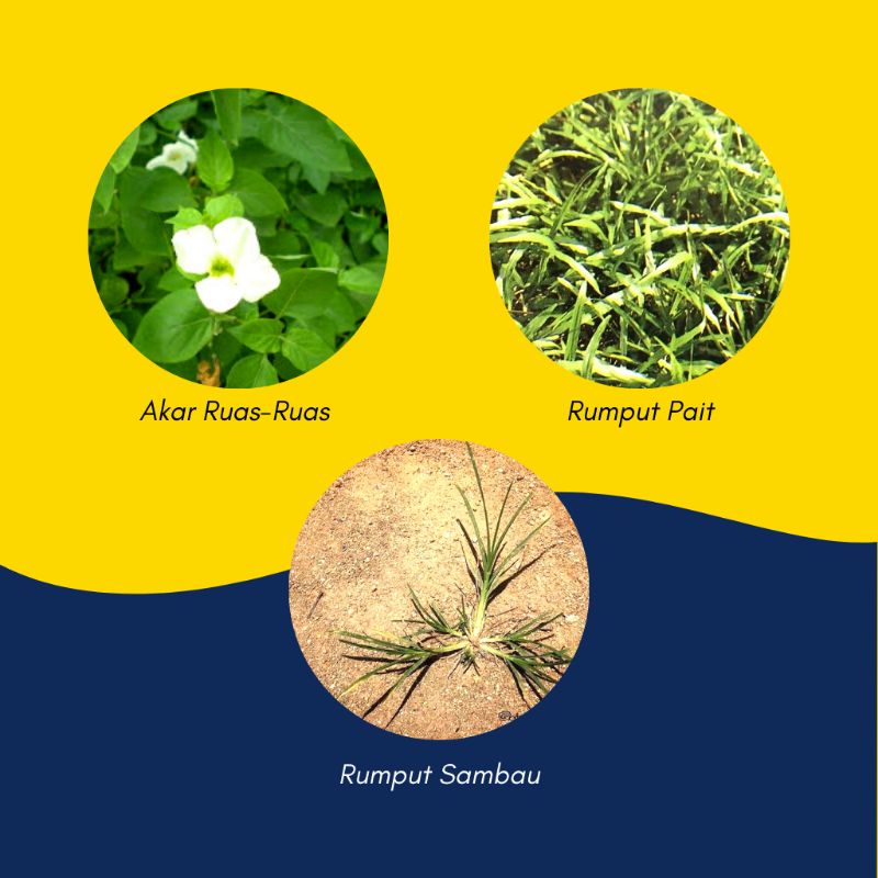 Amfine 45SC Ametryn Herbicide Weed Control Racun Rumpai Racun Rumput ...