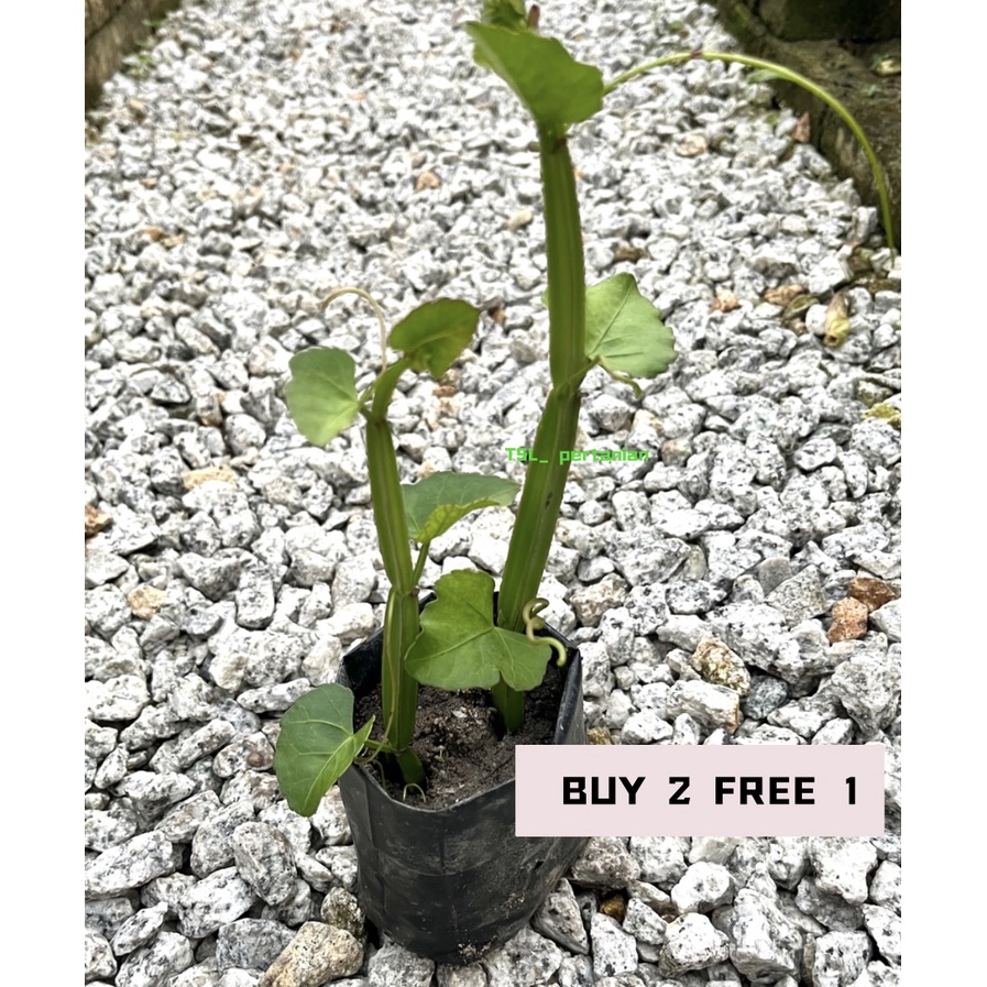 BUY 2 FREE 1 Anak Pokok Katam Seribu / Anak Katam Seribu / Cissus ...