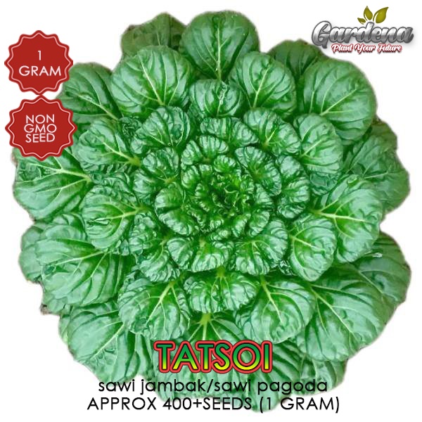 350 Biji Benih Tatsoi sawi jambak sawi pagoda 1gram SEED Fu Gui Choy ...