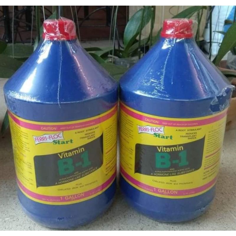 Baja Vitamin B1 penggalak akar hormon galak semai root stimulant