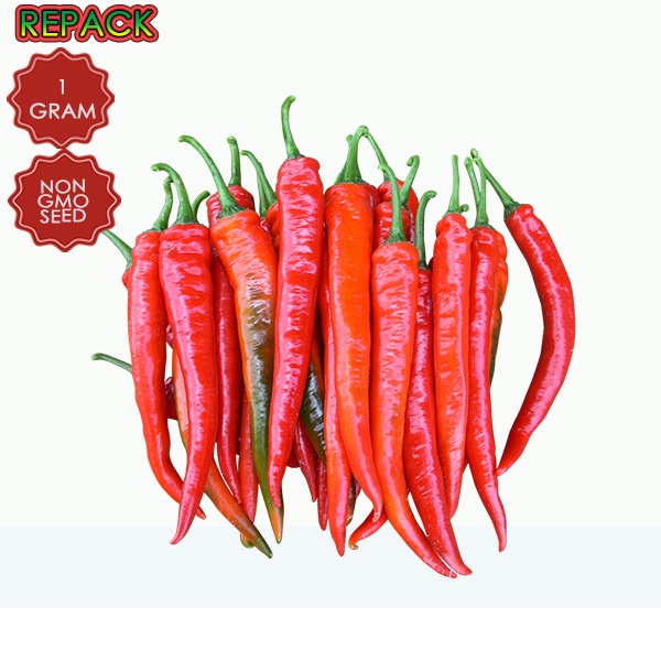 200+ (1 GRAM) BIJI BENIH CILI LADA MERAH BESAR BIG JOHOR 1033 | Shopee ...