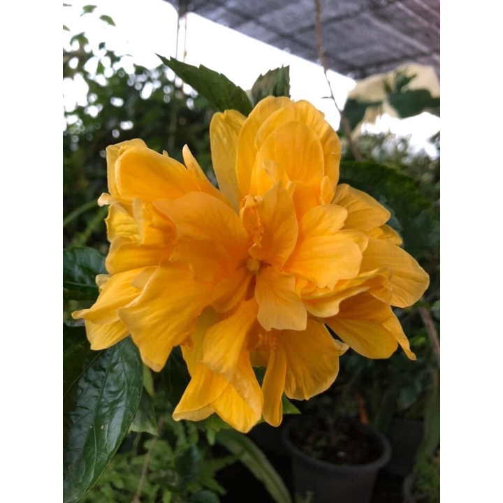 Anak Pokok Bunga Raya Kuning Double Hibiscus | Shopee Malaysia