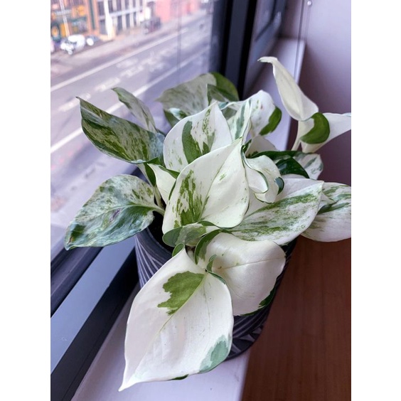 Money Plant Manjula Pothos Indoor Plant Philodendron | Shopee  Malaysia