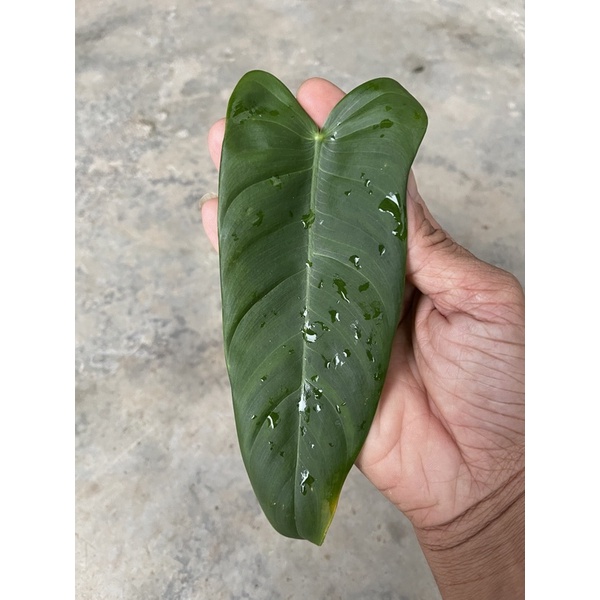 Philodendron Sharoniae Goat/Sharoniae Mosquera/ready stock | Shopee Malaysia