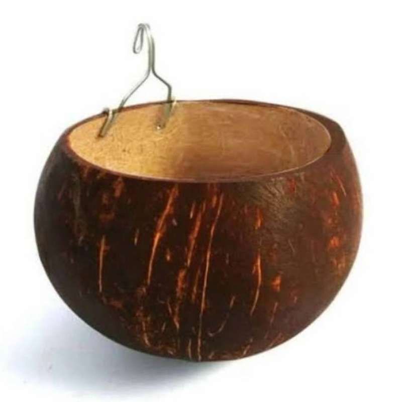 Coconut shell for eating and drinking chickens, coconut shell,/cepuk ...