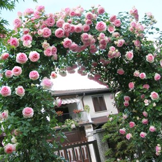 Climbing Rose Seeds For Planting (100 Seeds/bag, Mix Color) Biji Benih ...