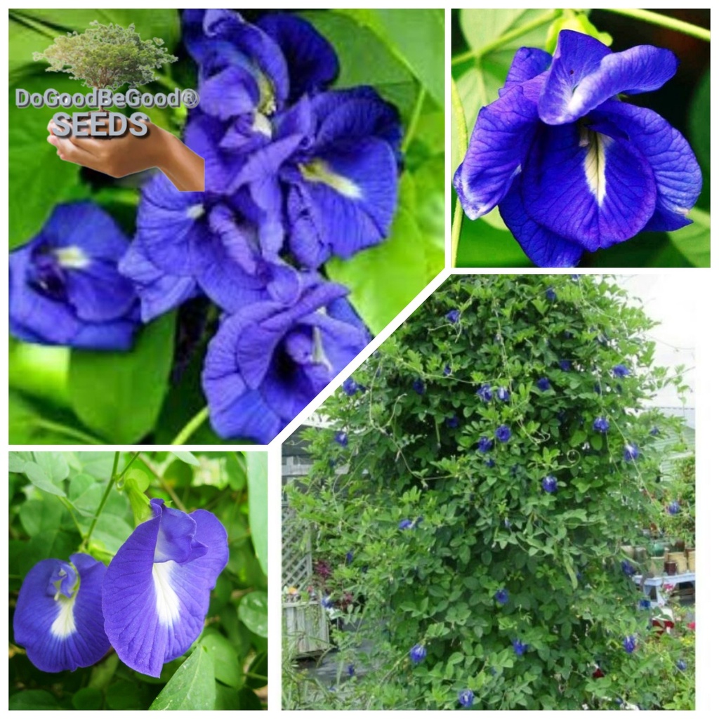 (40Seeds ) Mix Double and Single Blue Butterfly Pea Petal Flower Seeds ...