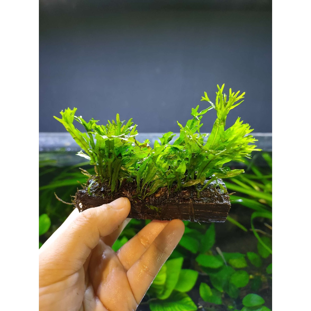 Microsorum Pteropus Mini Windelov Java Fern 迷你鹿角铁皇冠 | Shopee Malaysia