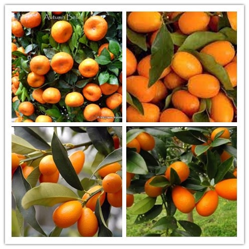 Anak Pokok Citrus Japonica ^ Cepat Berbuah Hybrid Premium Top Quality 