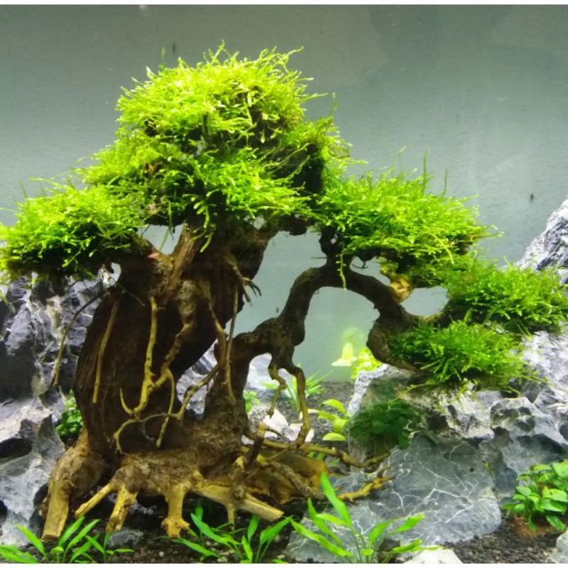 bonsai aquascape aquarium free weeping moss aquascape fish /shrimp