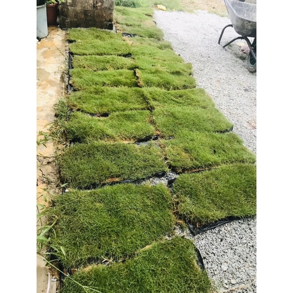 RUMPUT LANDSCAPE (REAL) | Shopee Malaysia