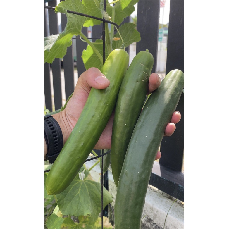 Buy timun jepun Online With Best Price, Aug 2026 | Shopee Malaysia