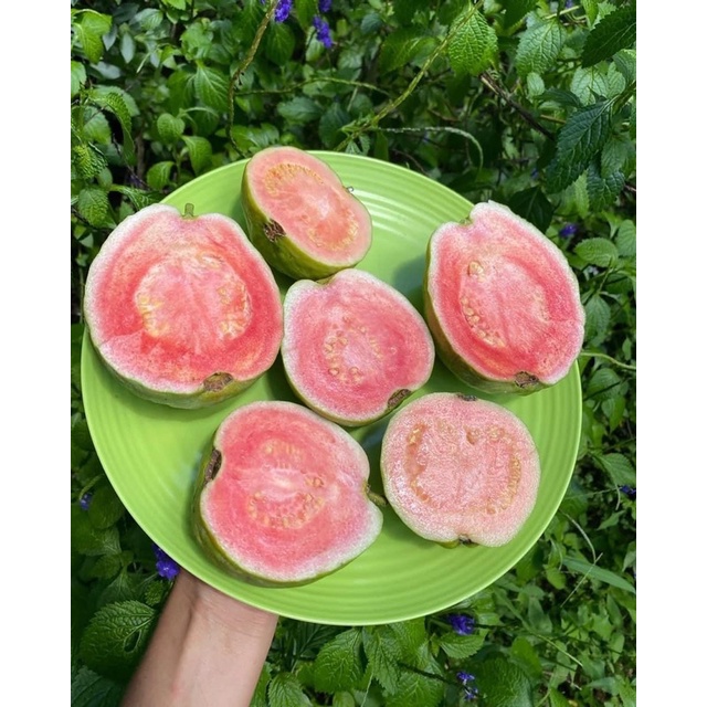 Pokok jambu batu watermelon che gua (watermelon guava) | Shopee Malaysia