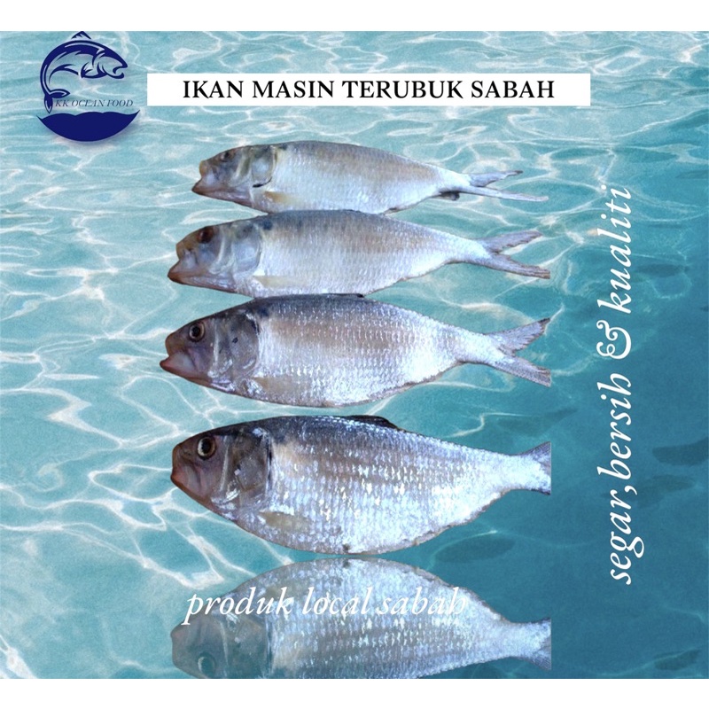 Ikan Masin Terubuk Sabah Shopee Malaysia